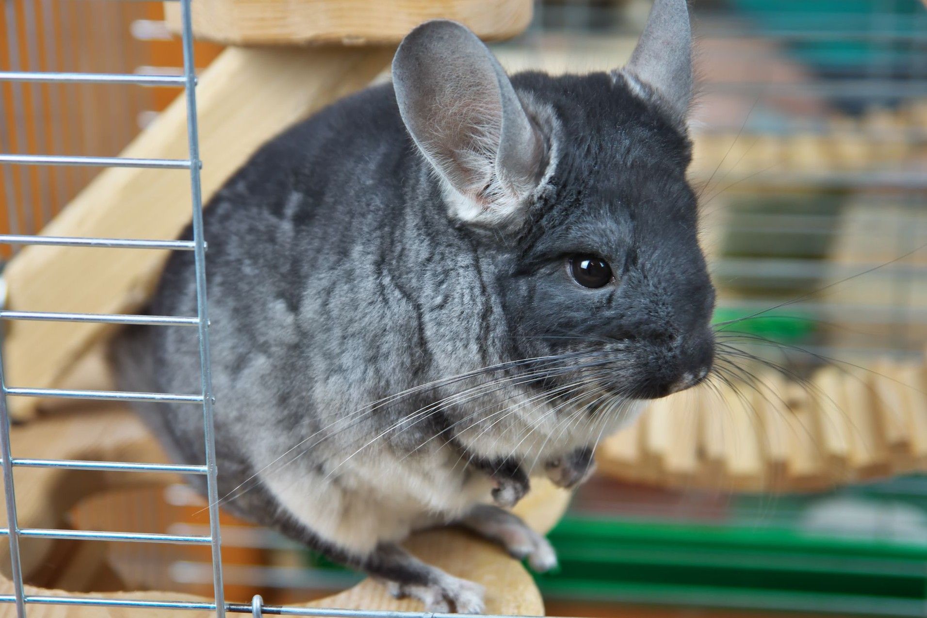 29 Hechos Sobre Chinchilla