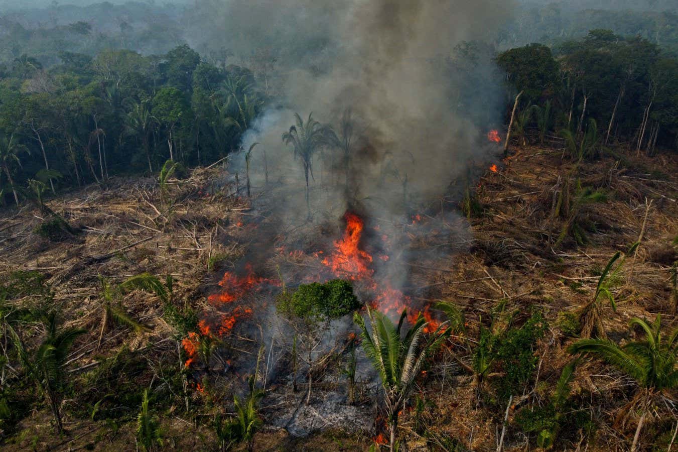 29 Hechos Sobre Deforestación