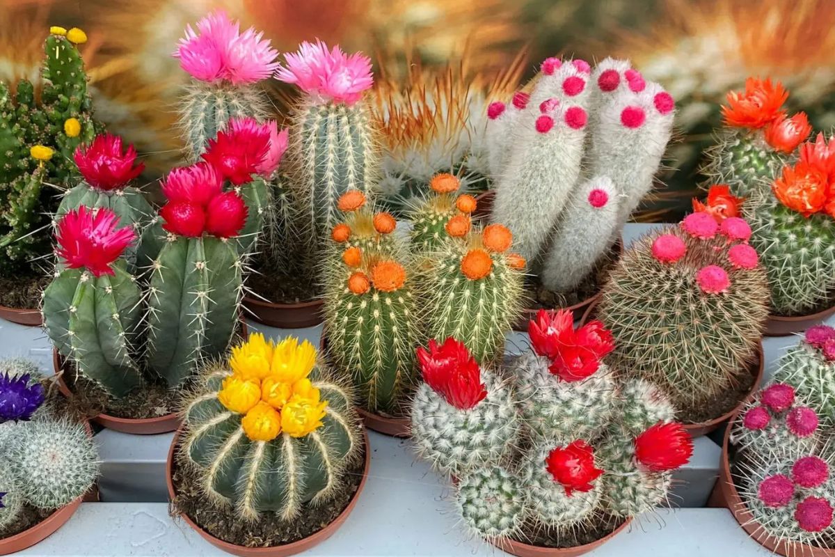 30 Hechos Sobre Cactus
