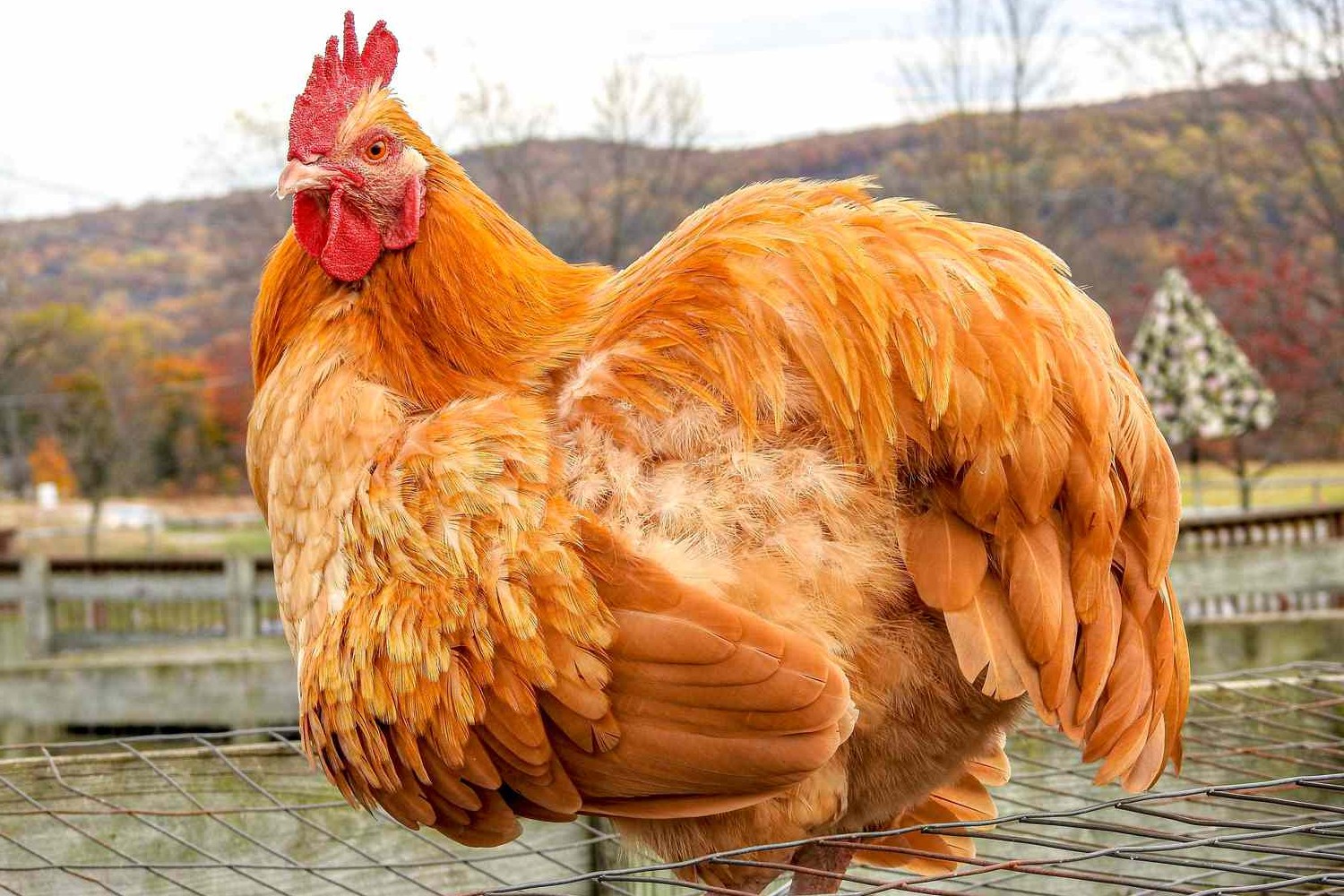 30 Hechos Sobre Pollo