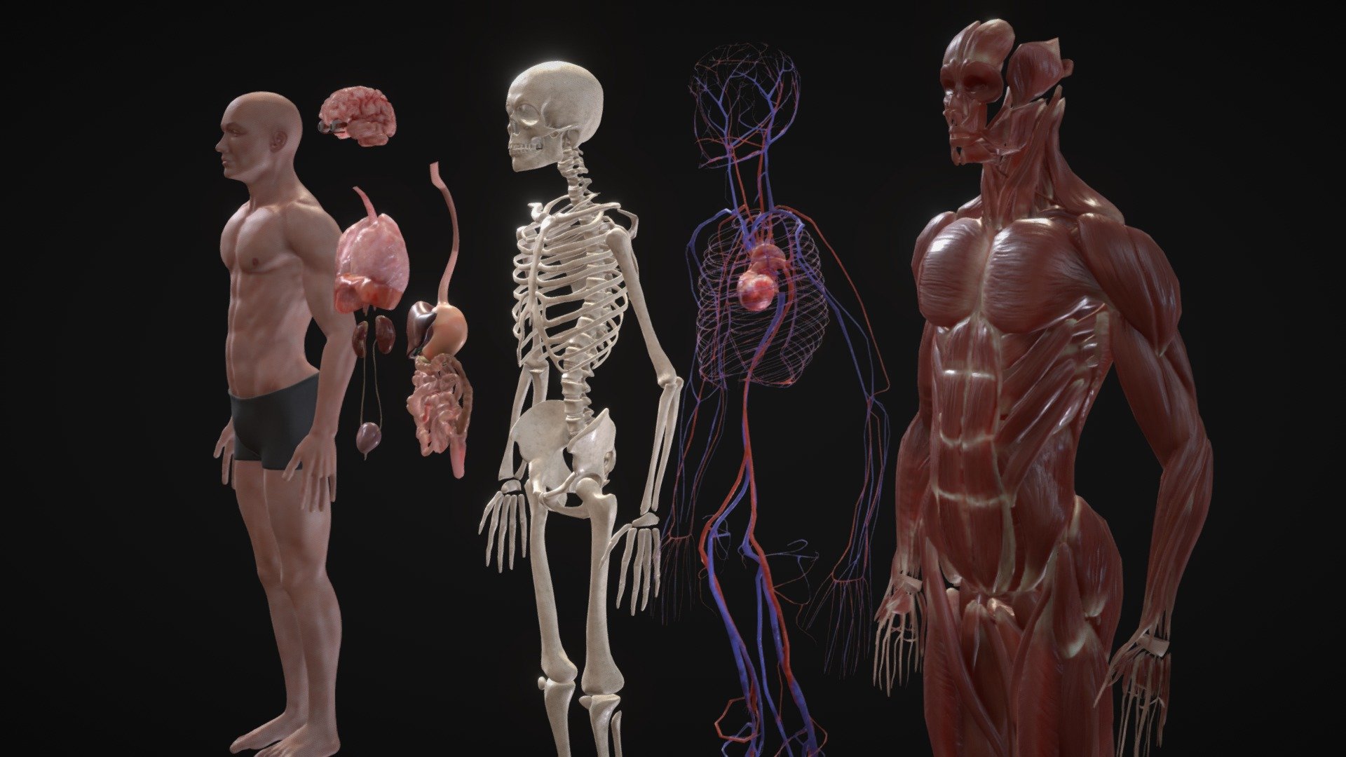 30 Hechos Sobre Anatomía Humana