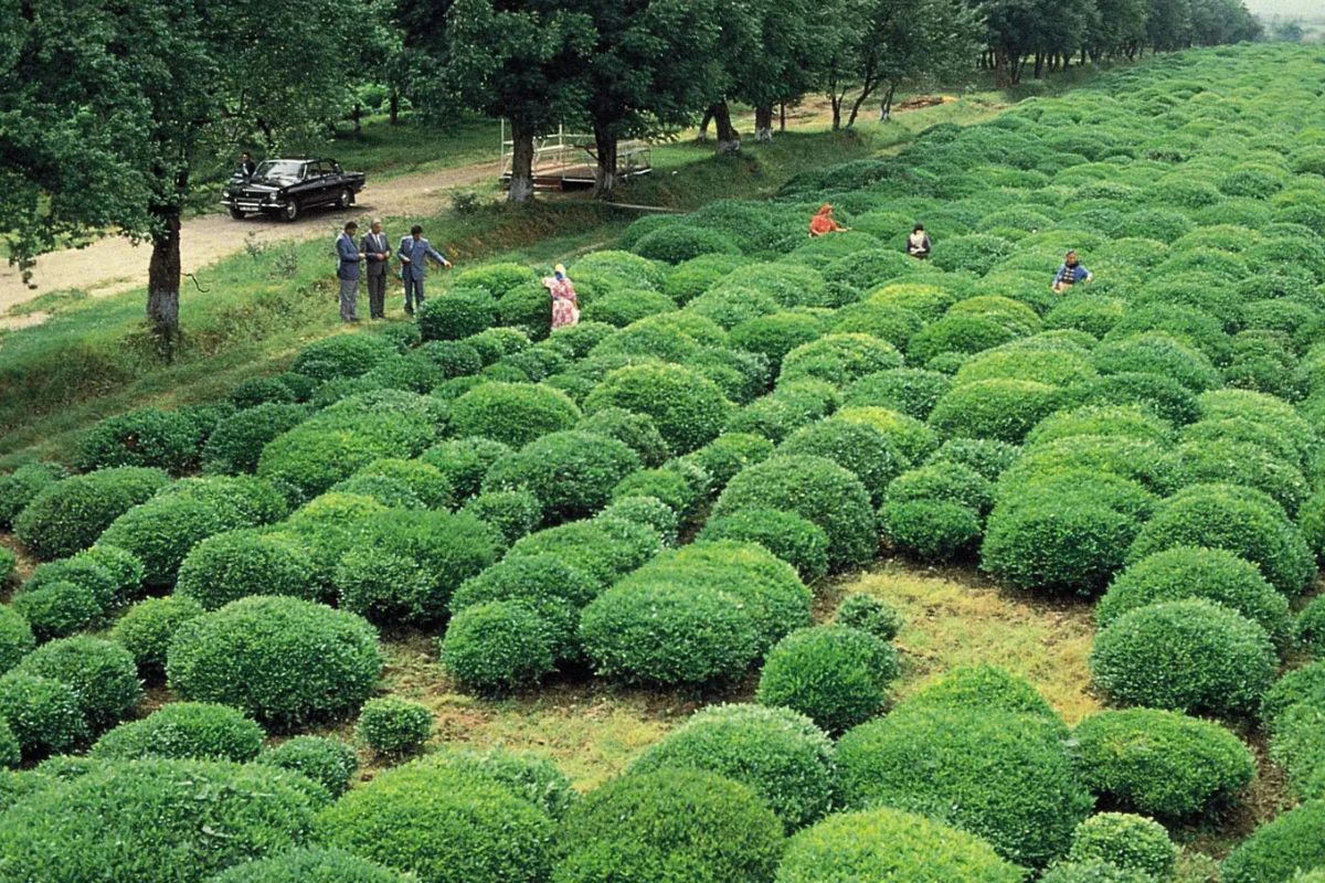 30 Hechos Sobre Té