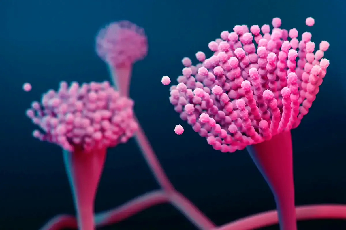 31 Hechos Sobre Aspergillus