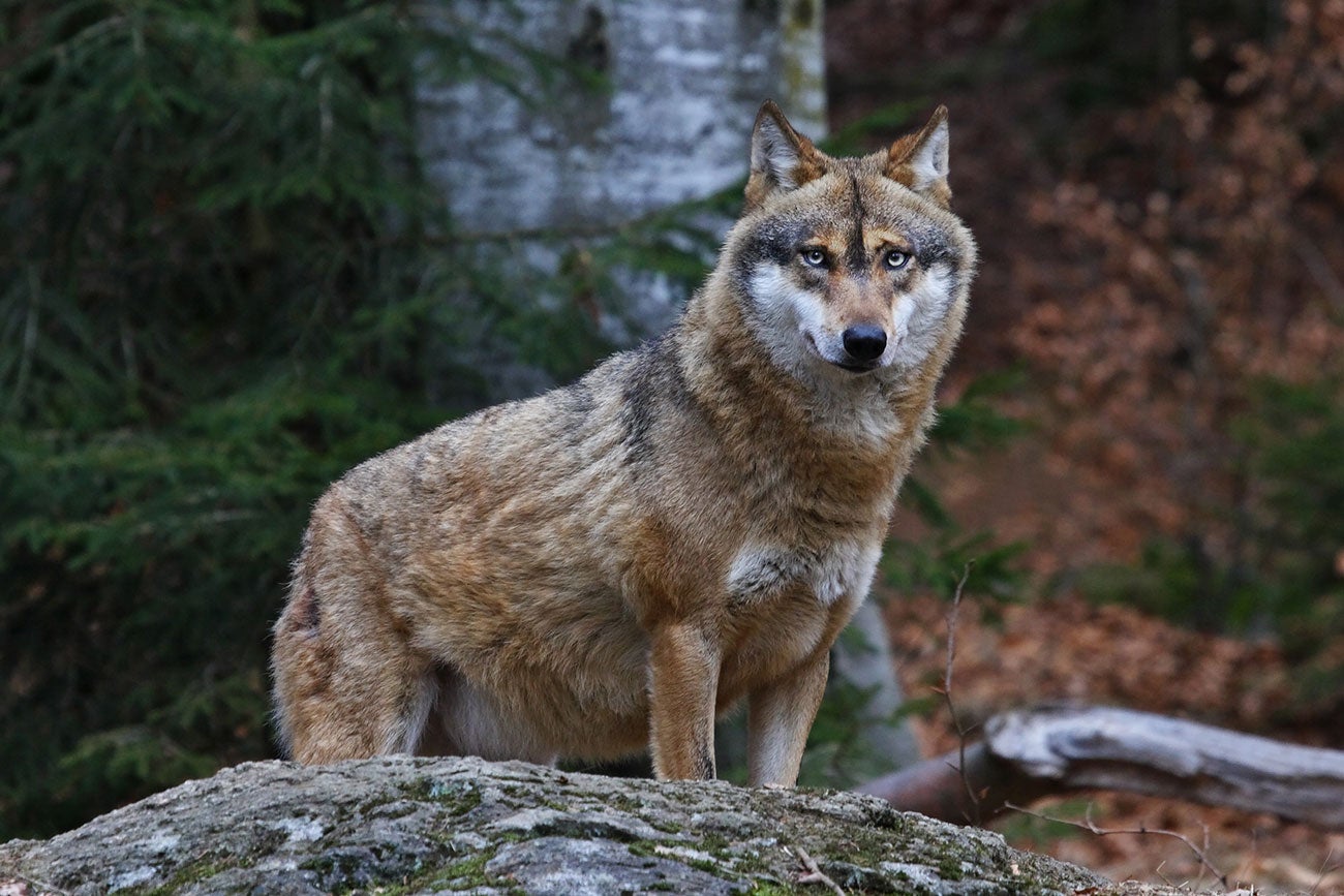 35 Hechos Sobre Especies En Peligro De Extinción