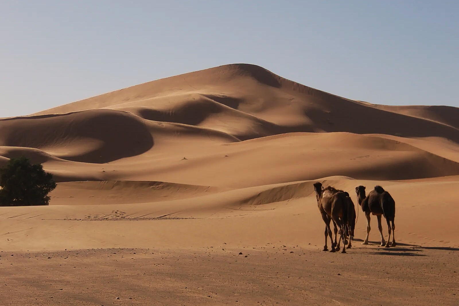 37 Hechos Sobre Duna