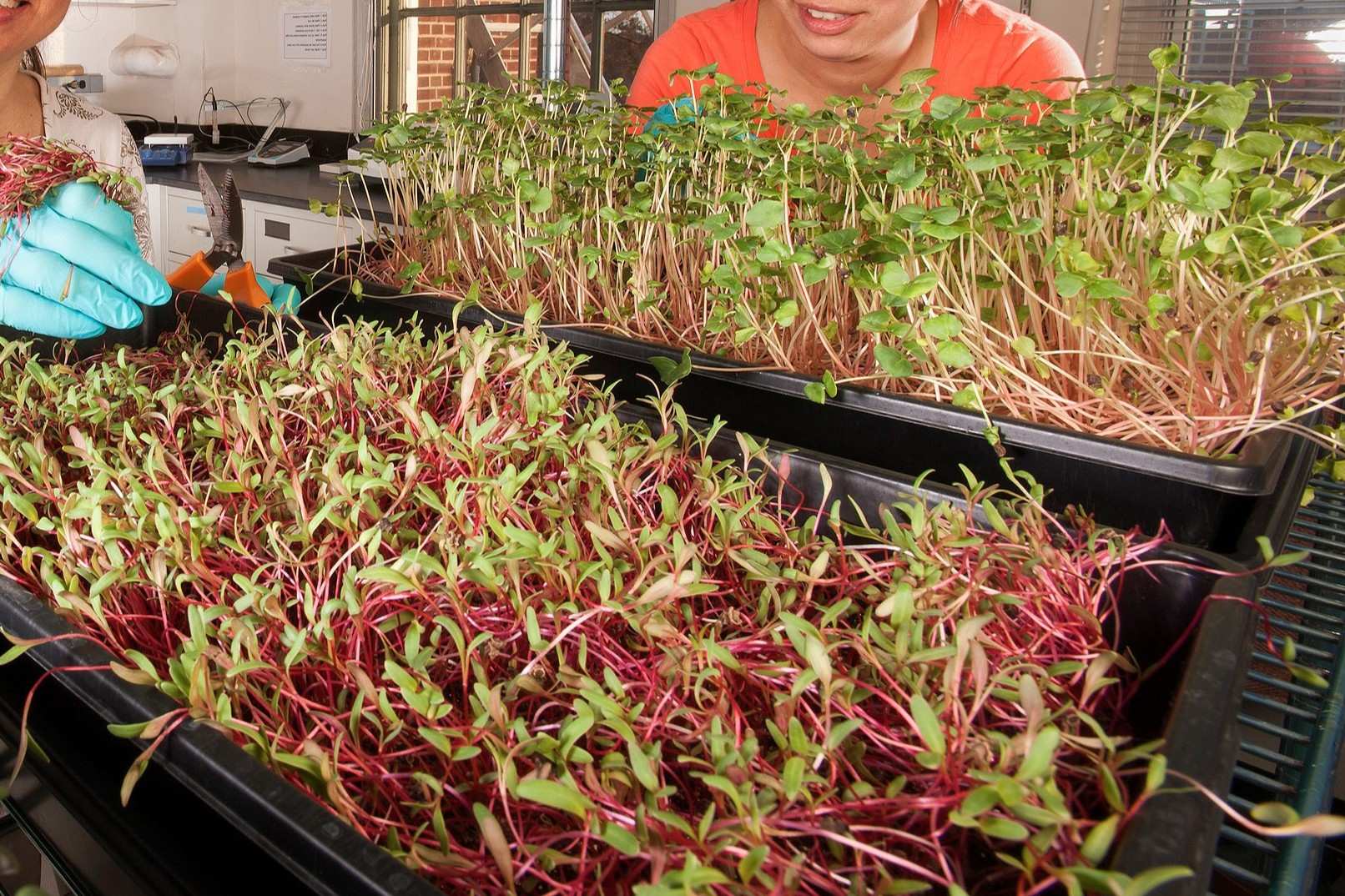 37 Hechos Sobre Microvegetales