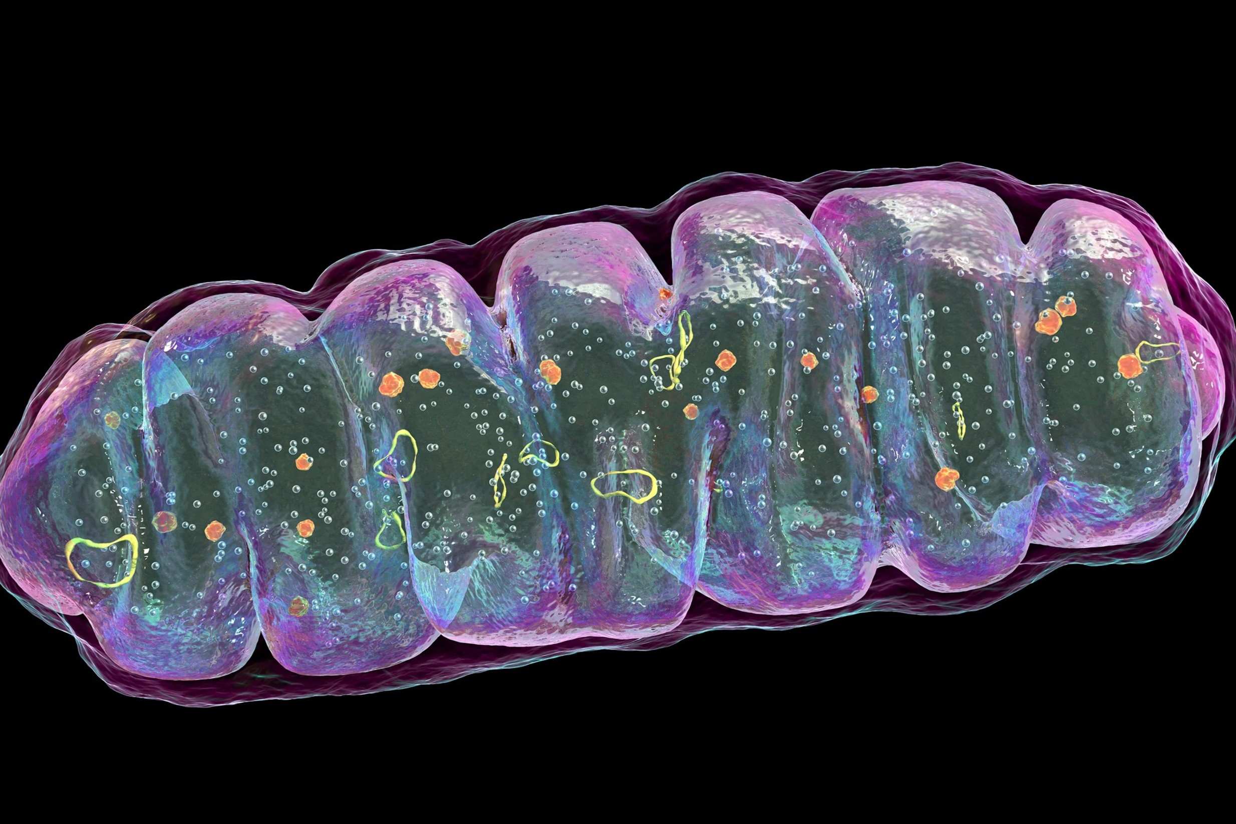 37 Hechos Sobre Mitocondrias